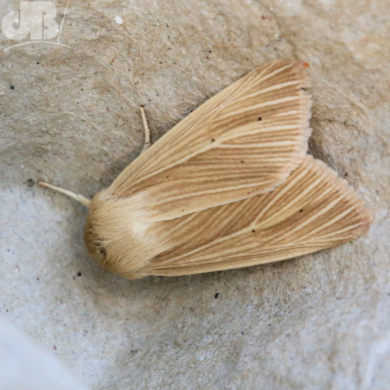 Common Wainscot (<em>Mythimna pallens</em>)