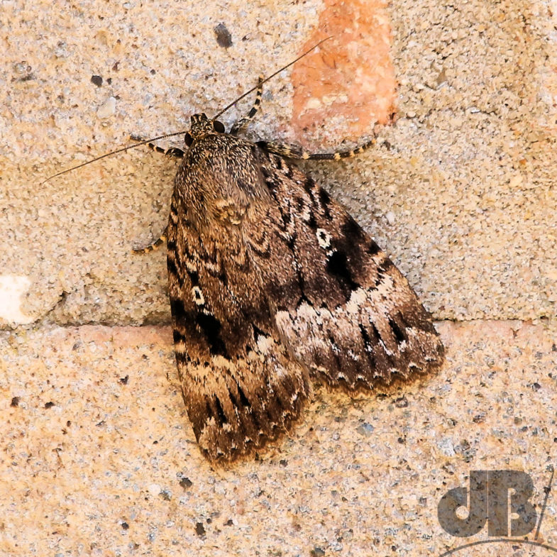 Copper Underwing (<em>Amphipyra pyramidea</em>)