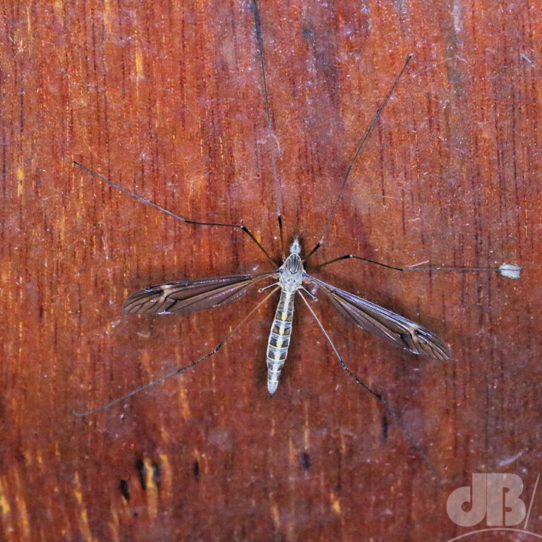 Crane fly (<em>Tipula lateralis</em>)