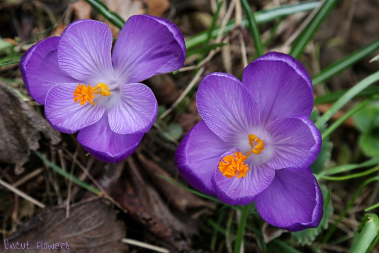 crocuses