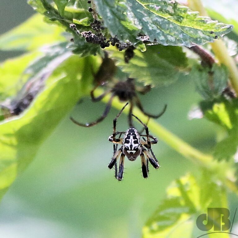 Cross Spider (<em>Araneus diadematus</em>)
