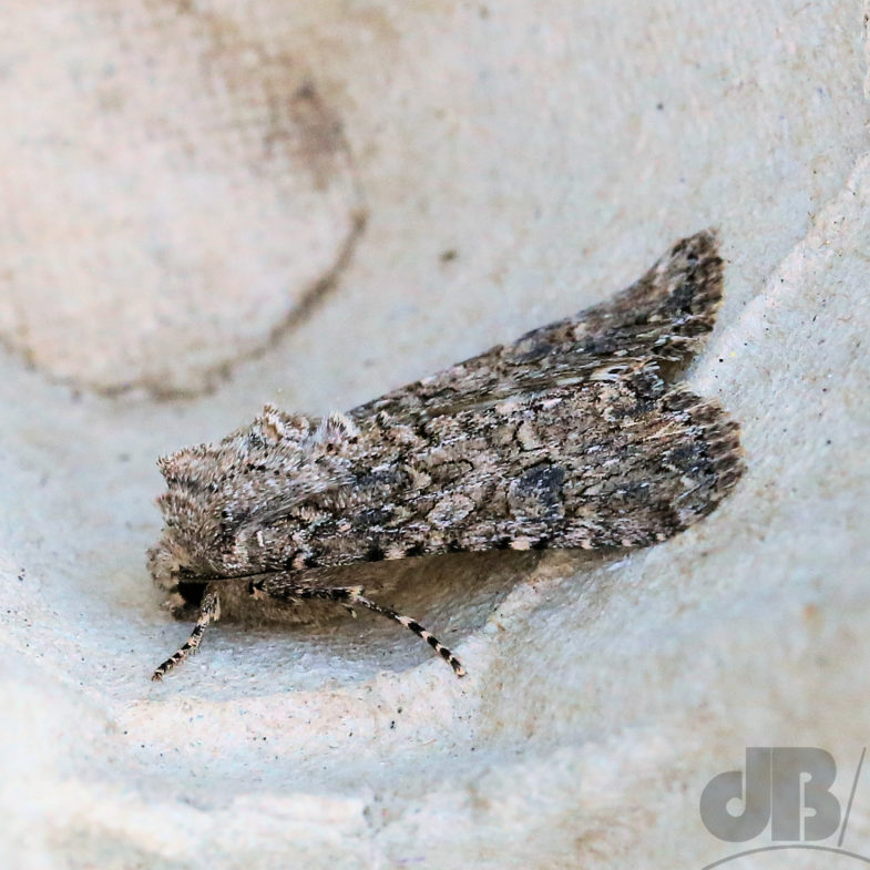 The Nutmeg (<em>Anarta trifolii</em>)