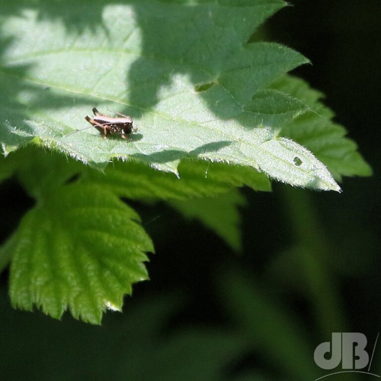 Dark Bush-cricket nymph (<em>Pholidoptera griseoapter</em>)