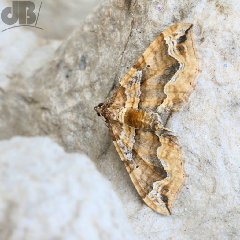 Dark Spinach (Pelurga comitata</em>)