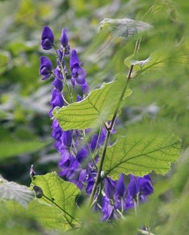 devils-helmet-monkshood