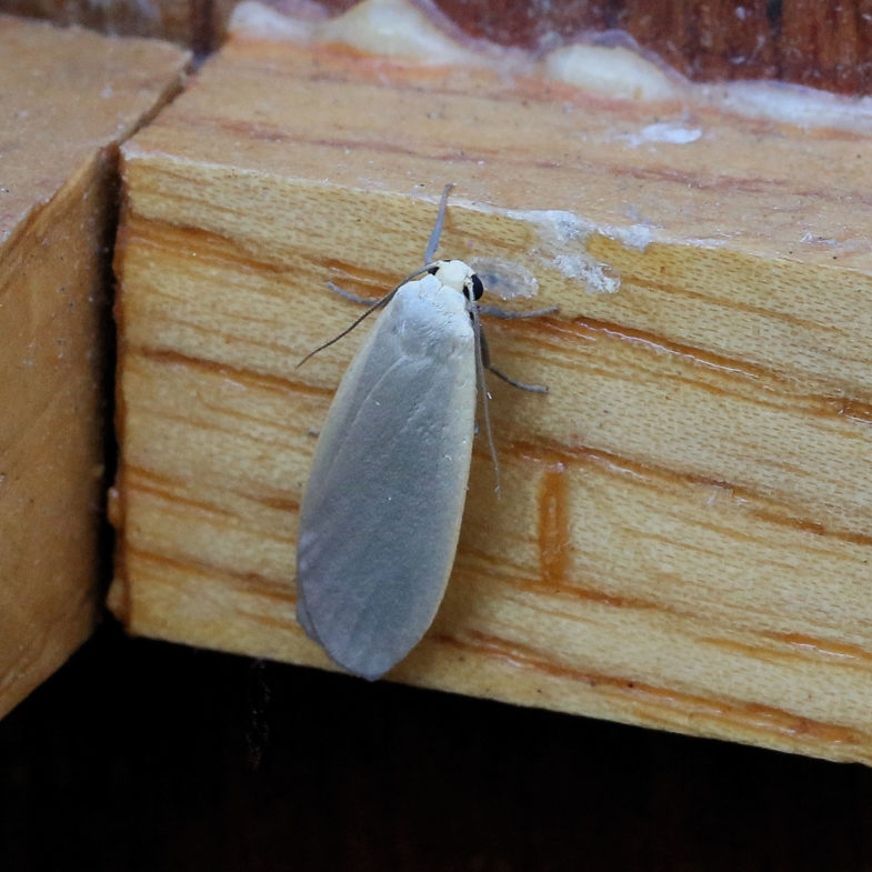 Dingy Footman (<em>Eilema griseola</em>)