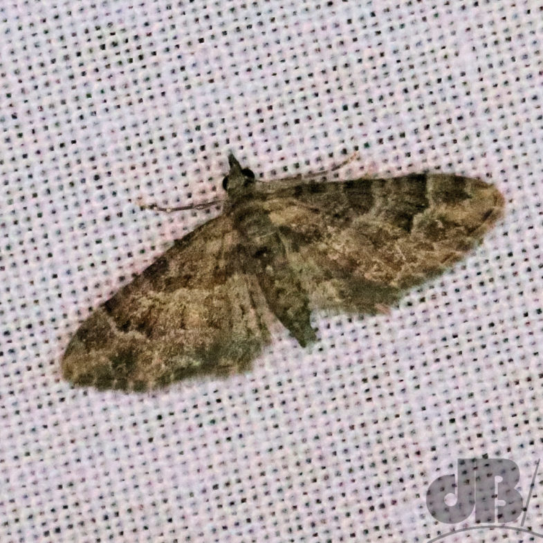 Double-striped Pug (<em>Gymnoscelis rufifasciata</em>)