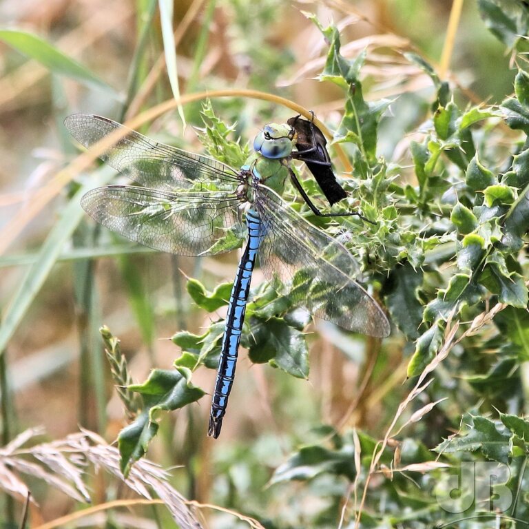 Male Emperor Dragonfly (<em>Anax imperator</em>)