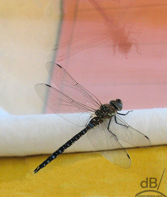 Dragonfly: Migrant Hawker (Aeshna mixta)