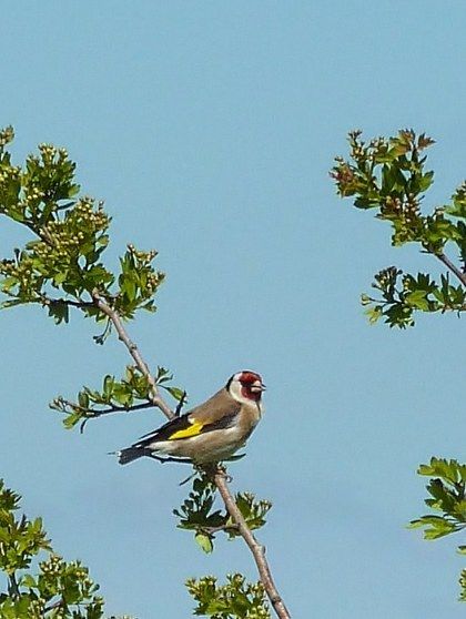 european-goldfinch