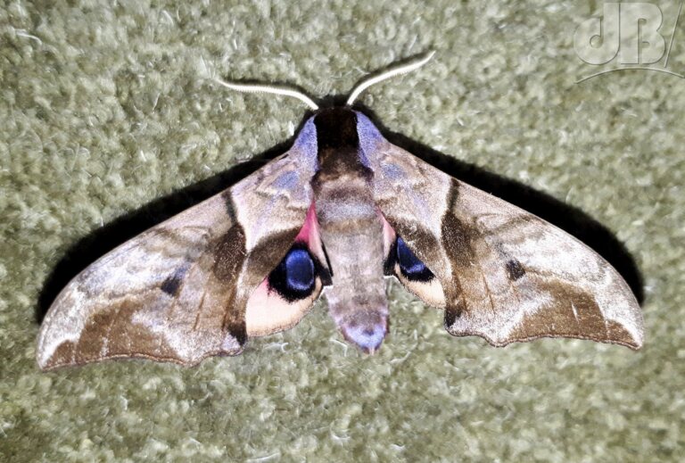 Eyed Hawk-moth (<em>Smerinthus ocellata</em>)