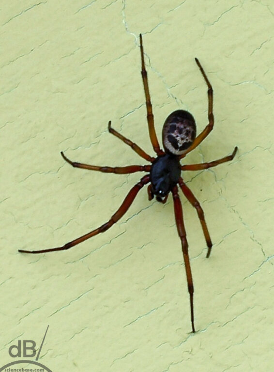 False black widow spider (Steatoda nobilis)