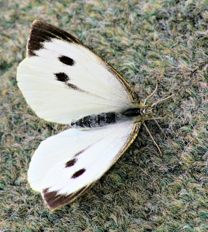 Female Large White (<em>Pieris brassicae</em>)