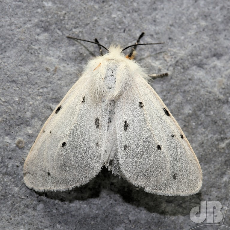 Female Muslin Moth (<em>Diaphora mendica</em>)