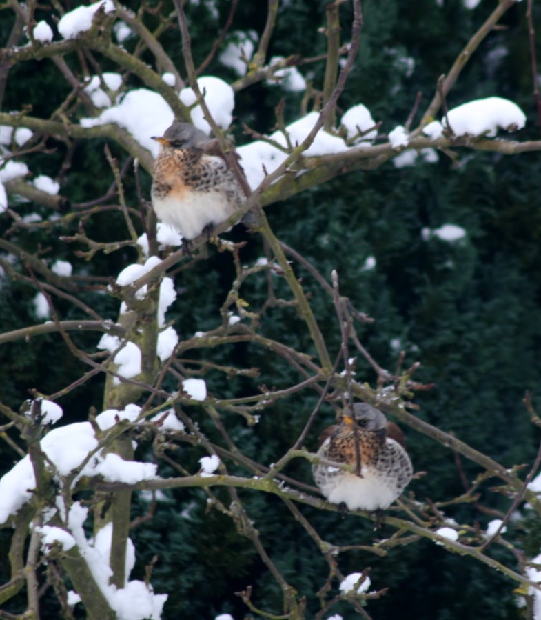 fieldfares