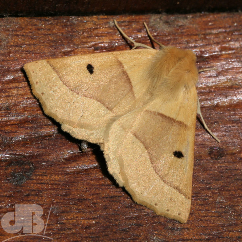Scalloped Oak (<em>Crocallis elinguaria</em>)