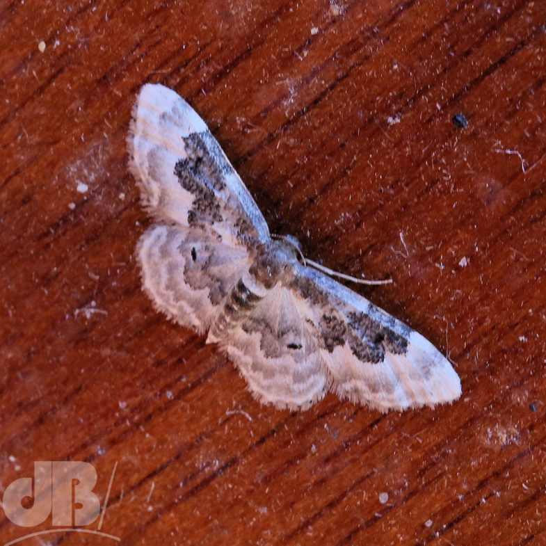 Least Carpet (<em>Idaea rusticata</em>)
