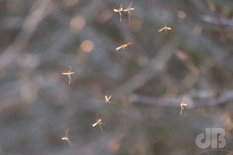 Winter gnats (<em>Trichoceridae</em>)