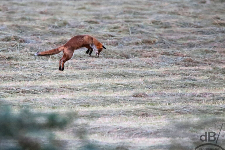 Red fox (juvenile) - Vulpes vulpes
