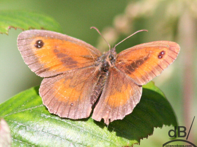 Male gatekeeper butterfly (<em>Pyronia tithonus</em>)