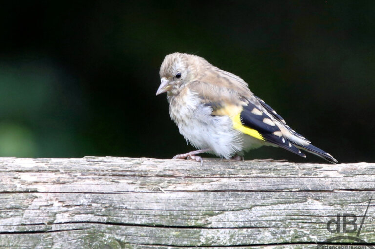 Juvenile goldfinch (Carduelis carduelis)