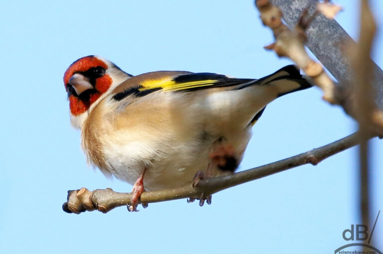 Goldfinch (Carduelis carduelis)