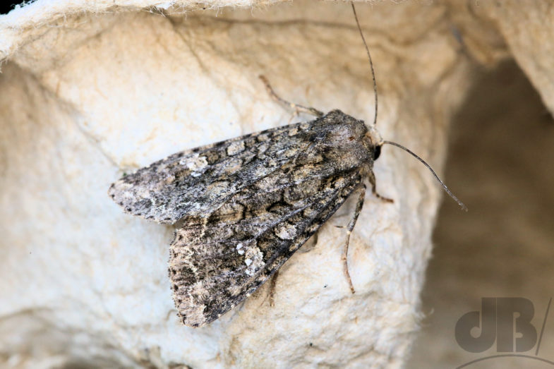 Cabbage Moth (<em>Mamestra brassicae</em>)