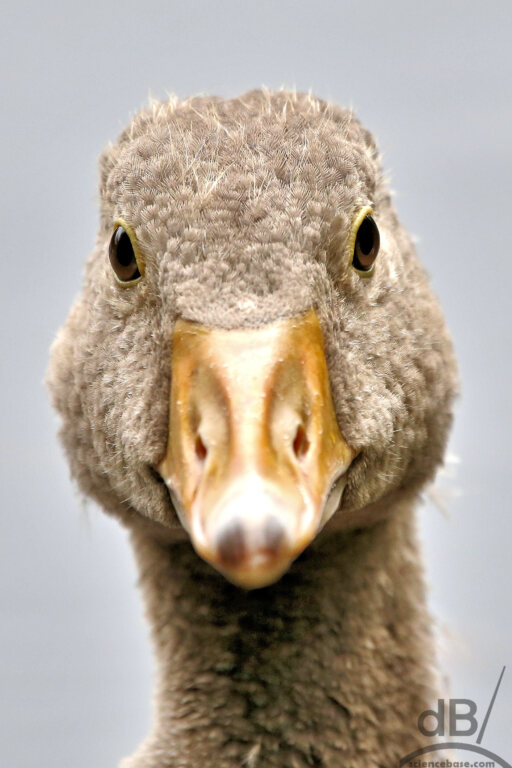 Greylag gosling (Anser anser)