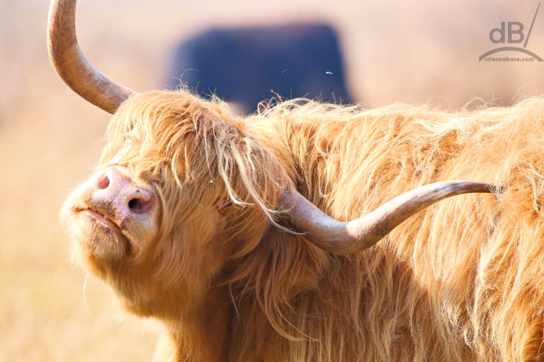 Highland cattle (Bos taurus)