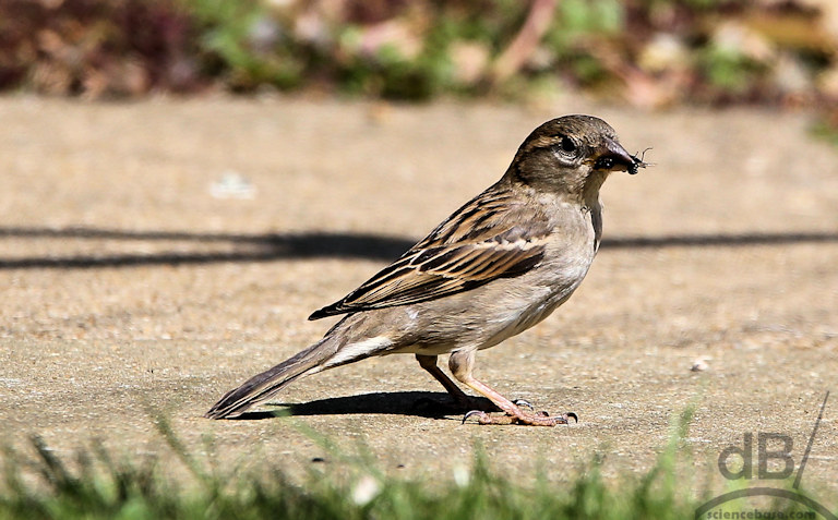 Female house sparrow (Passer domesticus)