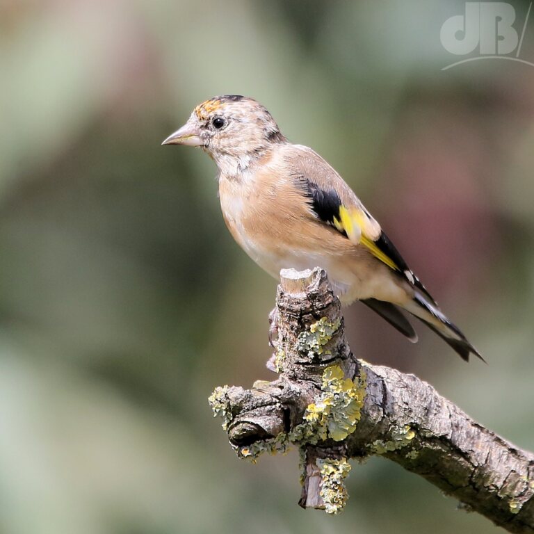 Juvenile Goldfinch (<em>Carduelis carduelis</em>)