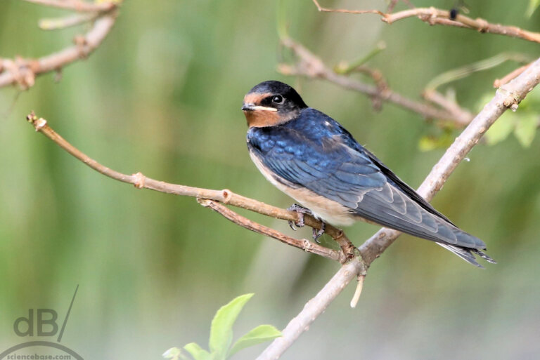 Juvenile barn swallow (Hirundo rustica)