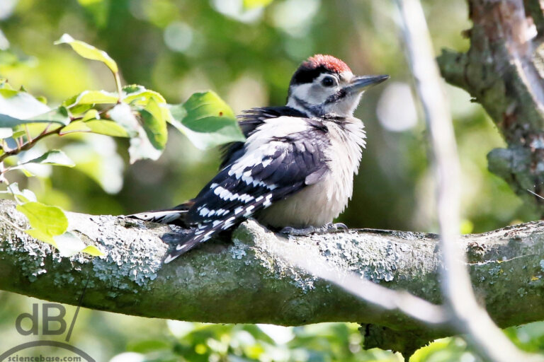 Juvenile great spotted woodpecker (Dendrocopos major)