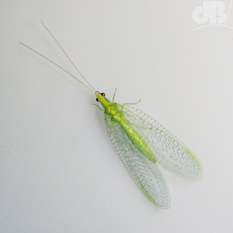 Green lacewing (Chrysopa sp.)
