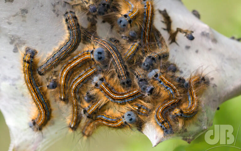 The Lackey (<em>Malacosoma neustria</em>)