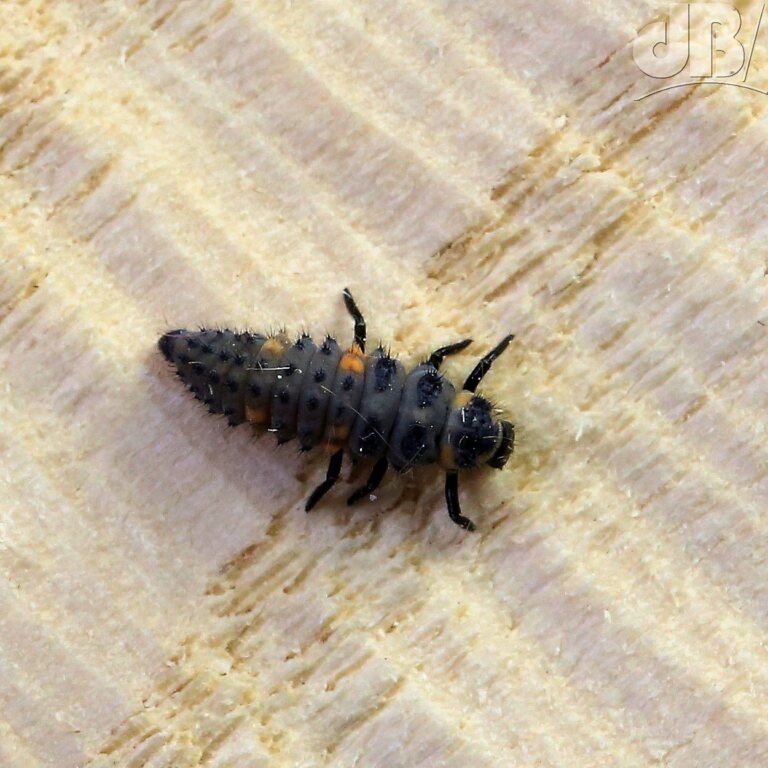 Seven-spot Ladybird larva (<em>Coccinella septempunctata</em>)