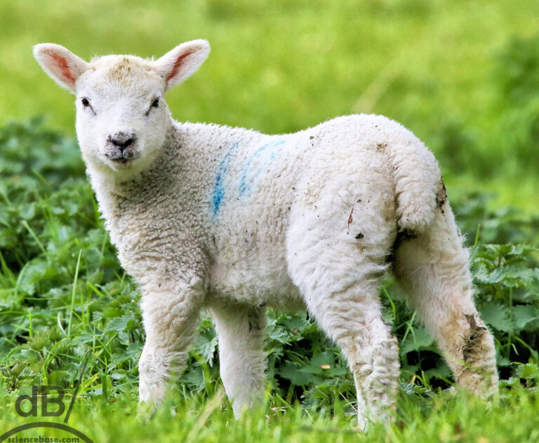 Infant sheep, lamb (Ovis aries)