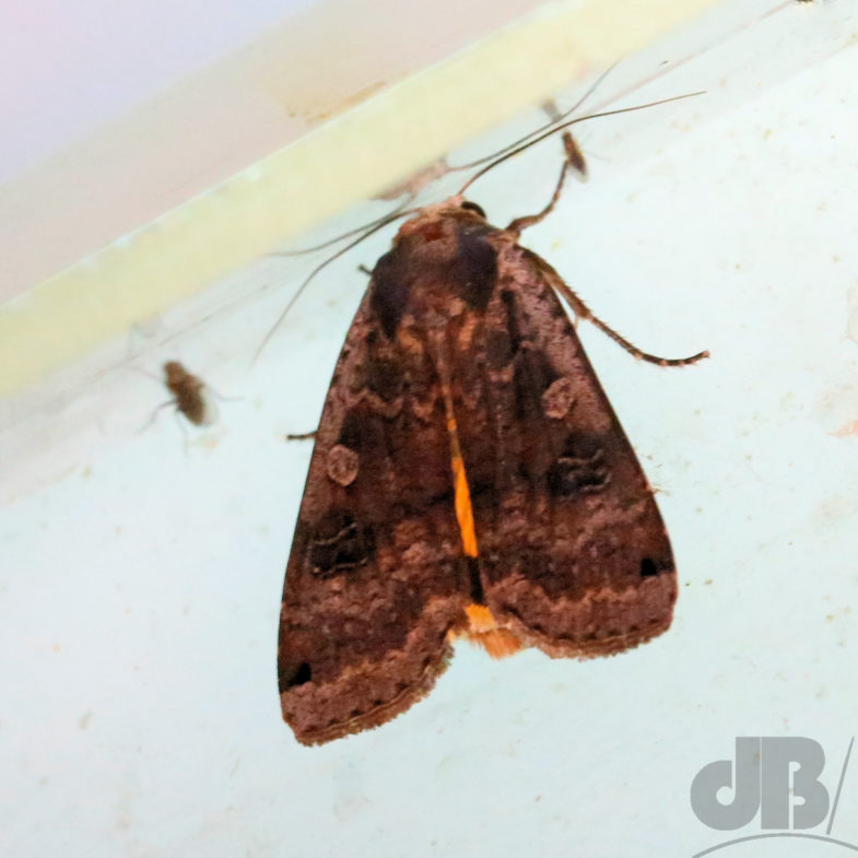 Large Yellow Underwing (<em>Noctua pronuba</em>)