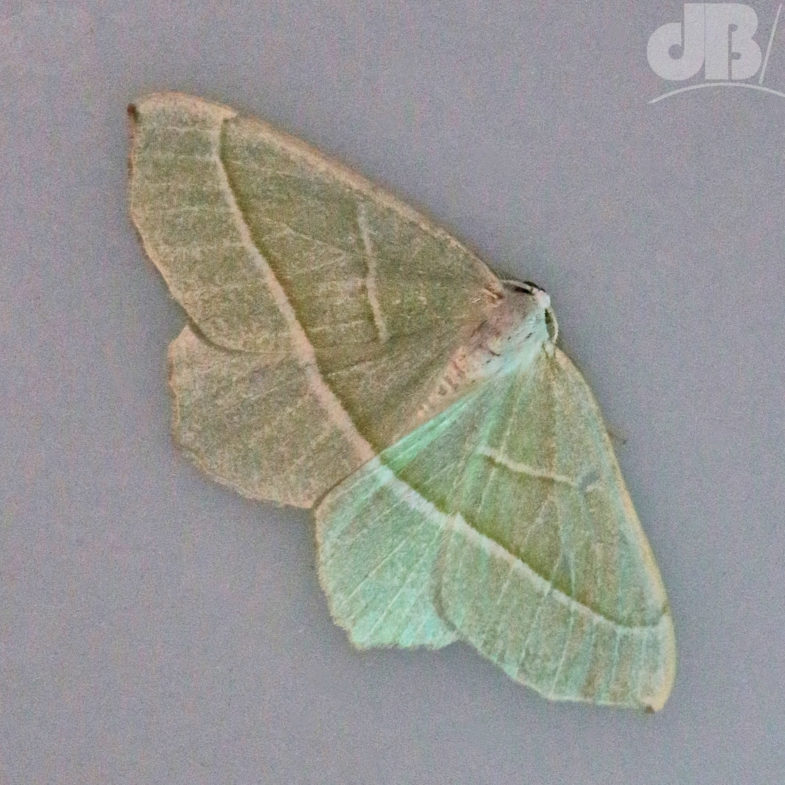 Light Emerald (<em>Campaea margaritaria</em>)