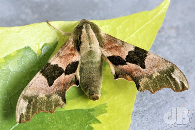 Lime Hawk-moth (<em>Mimas tiliae</em>)