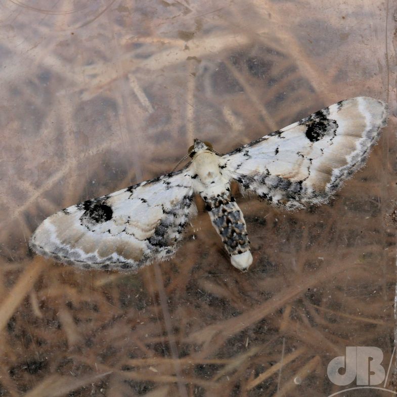 Lime-speck Pug (<em>Eupithecia centaureata</em>)