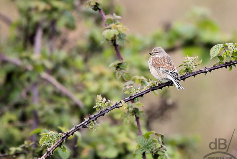 Linnet (Linaria cannabina)