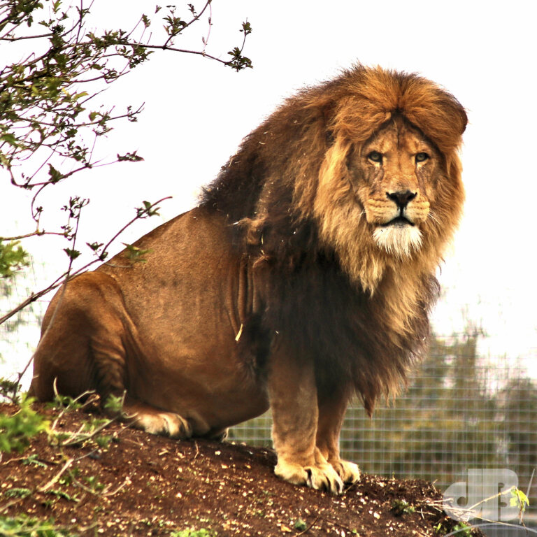 Lion (<em>Panthera leo</em>)