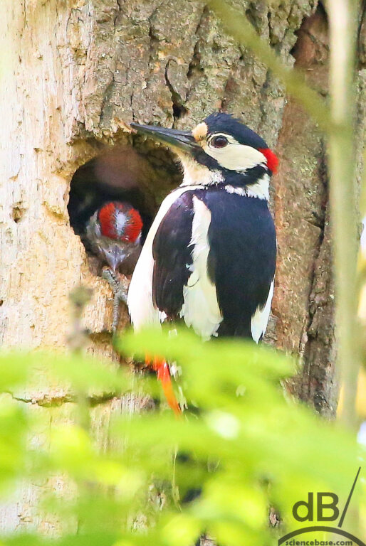 Male great spotted woodpecker and chick (Dendrocopos major)