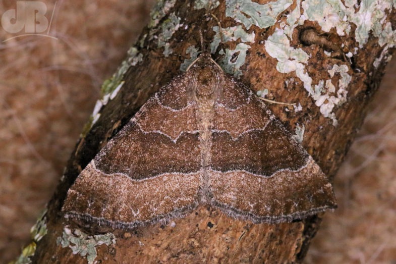 The Mallow (<em>Larentia clavaria</em>)