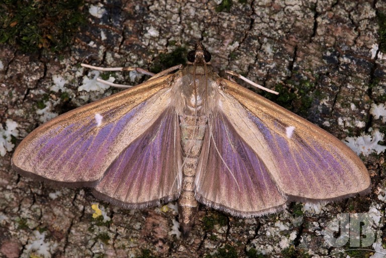 Box-tree Moth (<em>Cydalima perspectalis</em>)