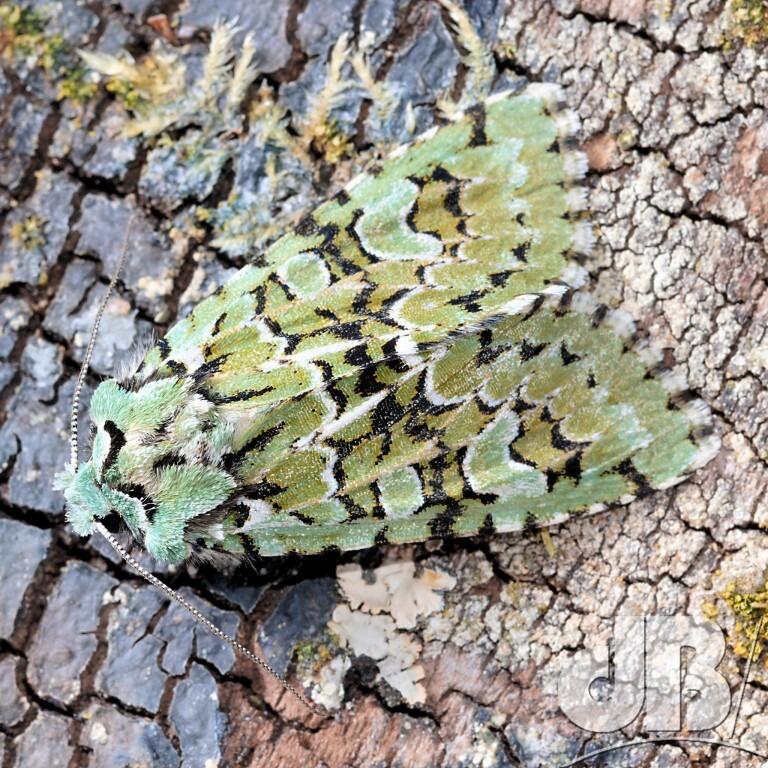 Merveille du Jour (<em>Griposia aprilina</em>)