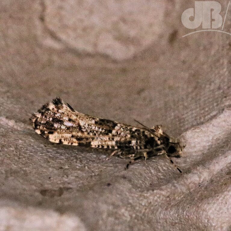 Large Clothes moth (<em>Morophaga choragella</em>)?