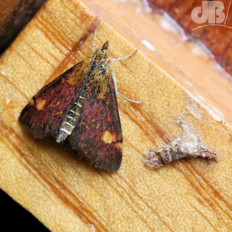 Mint Moth (<em>Pyrausta aurata</em>)