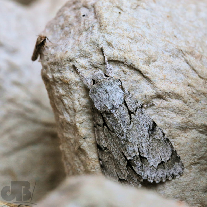 Grey/Dark Dagger (<em>Acronicta psi/tridens</em>)